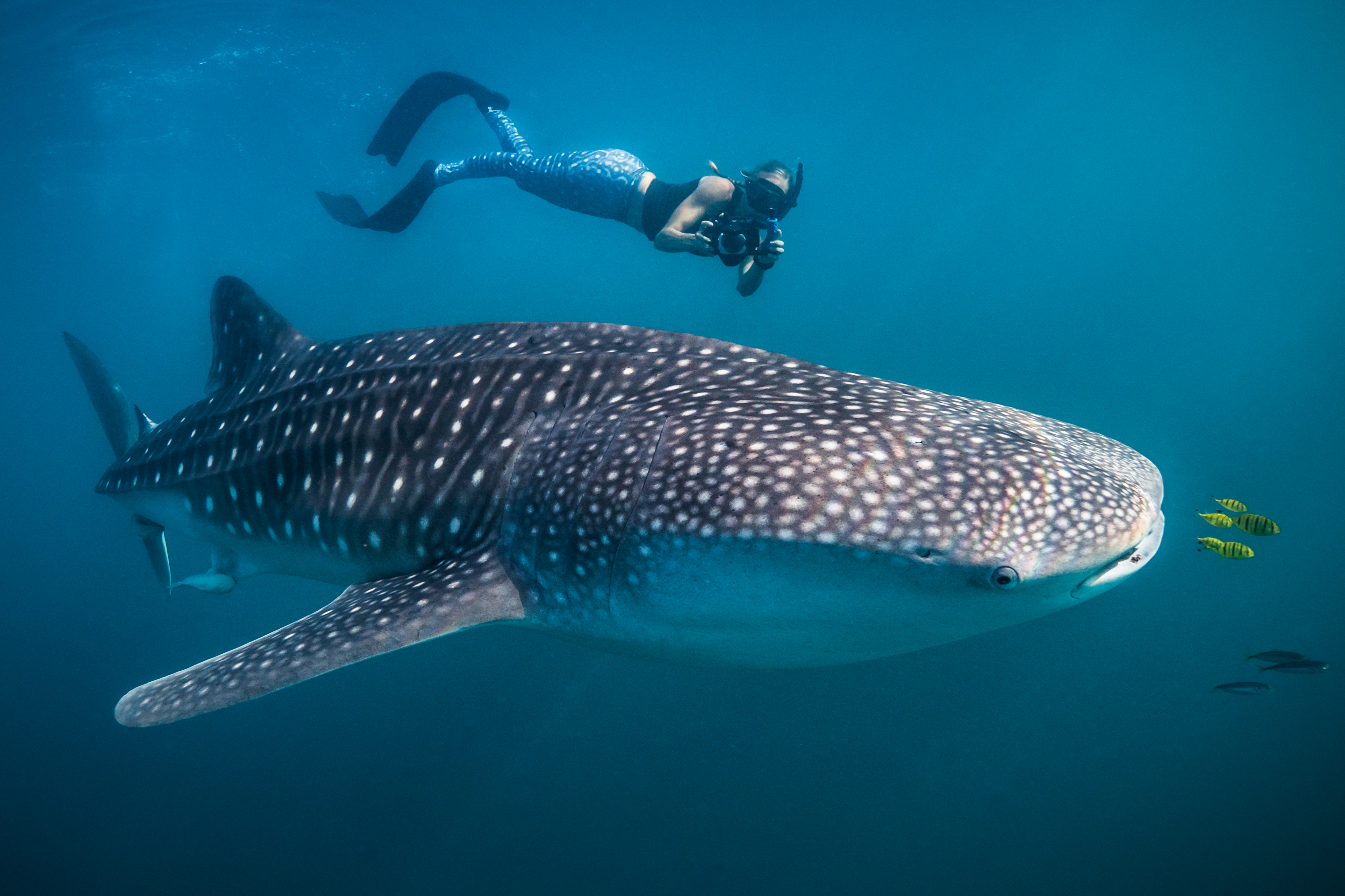 //www.clareprebble.com/wp-content/uploads/2019/02/Clare-Prebble-ID-whale-shark-CR-High-res.jpg